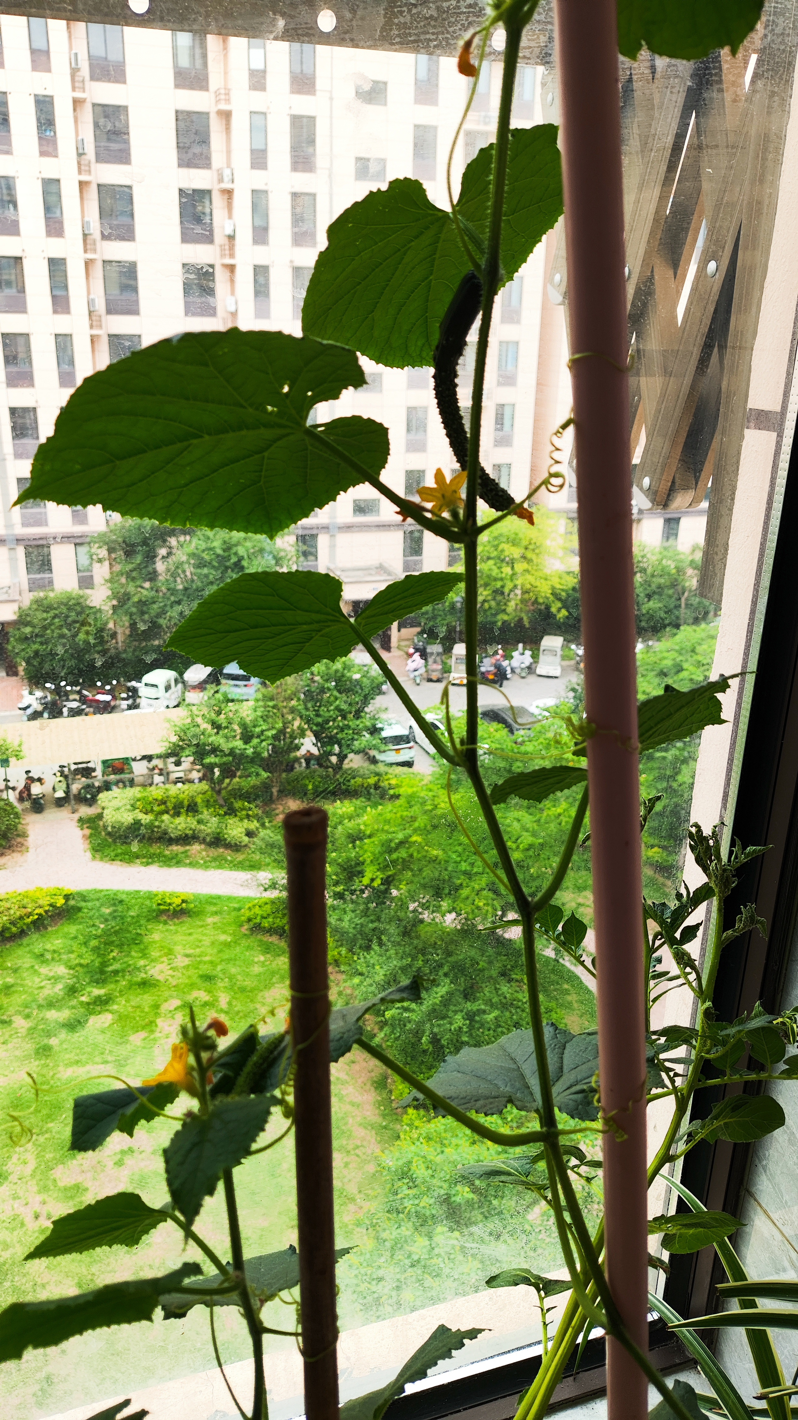 阳台黄瓜已结果夏日小惊喜呀希望可以长大，哈哈