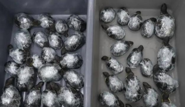 不久前深圳文锦渡口岸的一幕，直接让现场海关关员惊出一身冷汗。
 
事情发生在进境