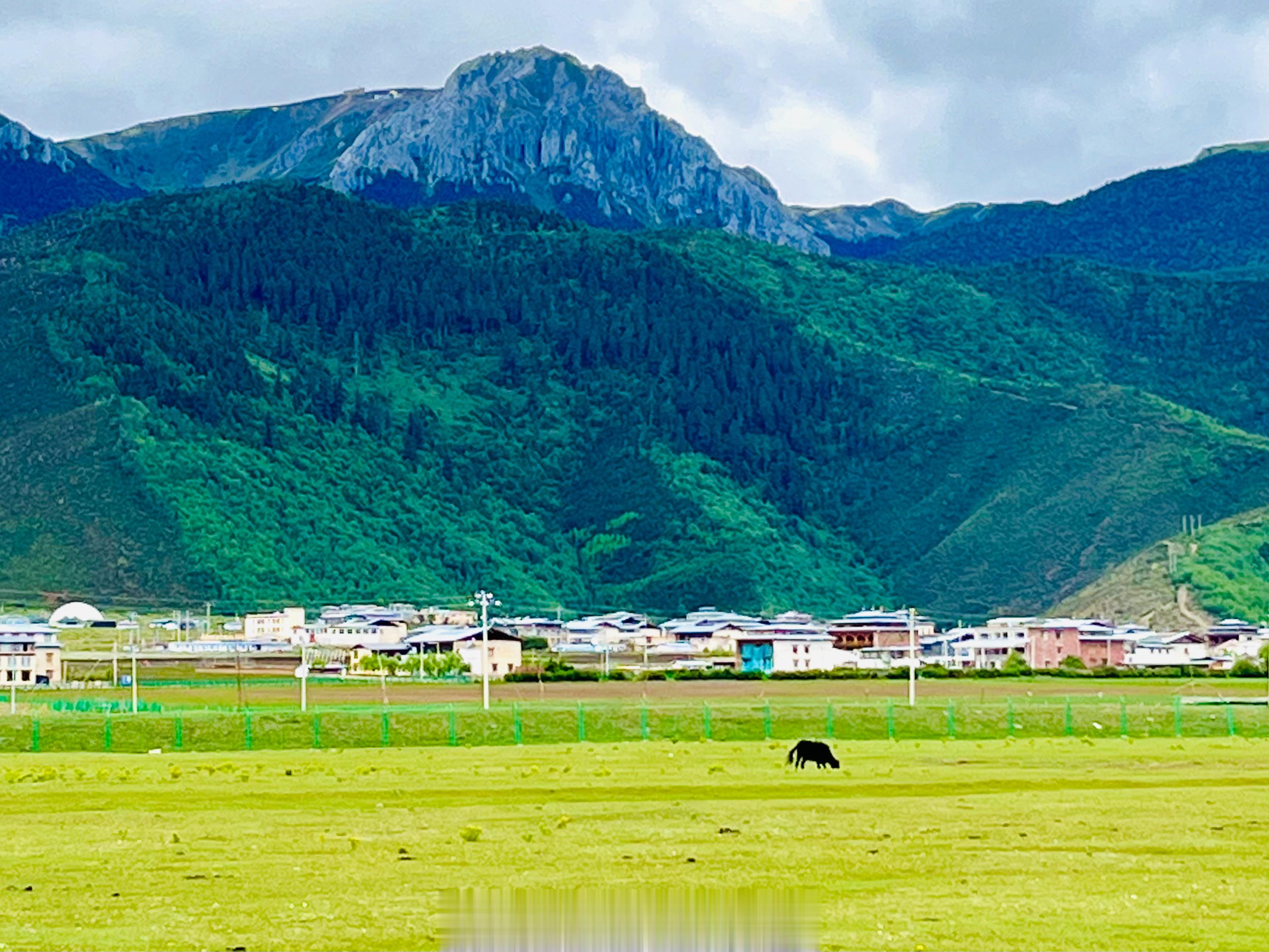 【暑假去哪里野？去香格里拉从古草原度假去！#去大草原撒个野##记录旅行# 】纳帕