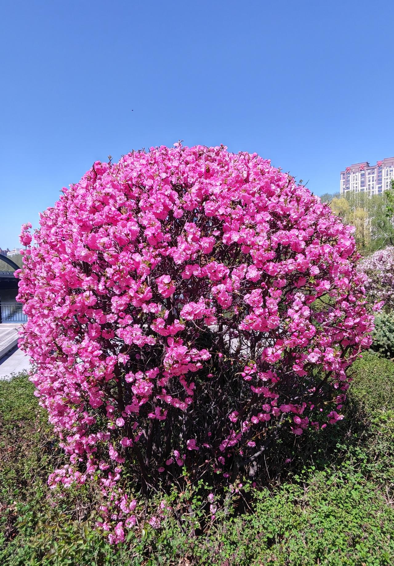塞外齐齐哈尔市，花期总是来的很晚，小区不知道名字的花树，修型后，呈现花团锦簇的盛