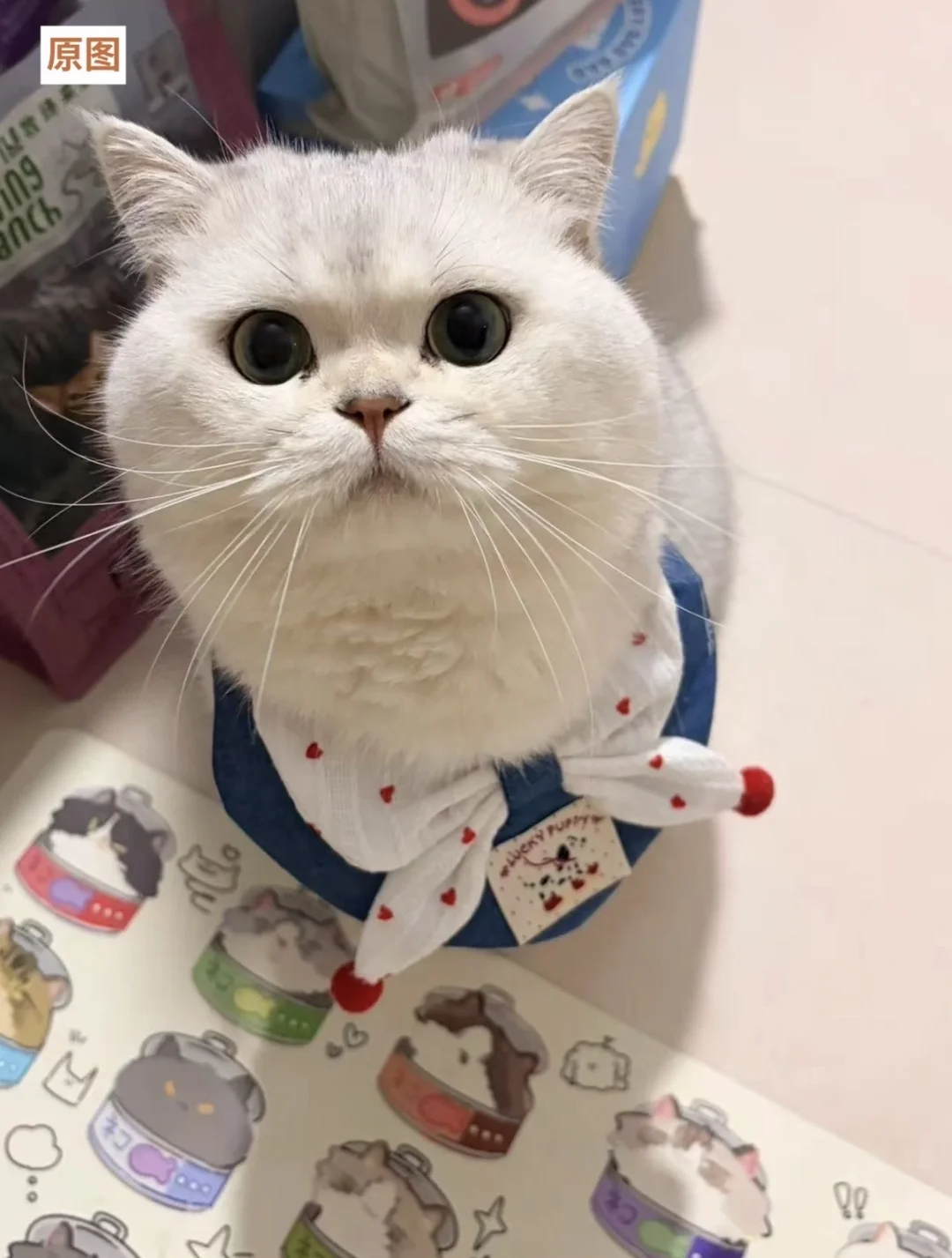 暑假带我家猫猫全国游啦🏝