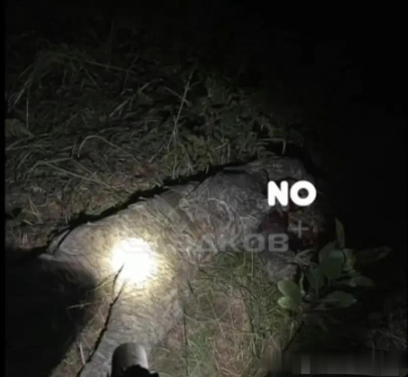 昨天夜里，布良斯克边境树林地区，又有一批乌克兰国防部情报总局GUR特种部队的破坏