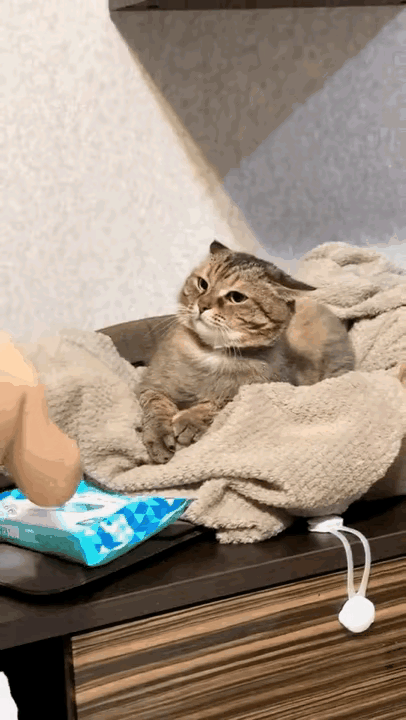 家里有小孩子千万别养猫，对猫咪不好。
这个小猫咪显然是深受其害，看见小主人过来，