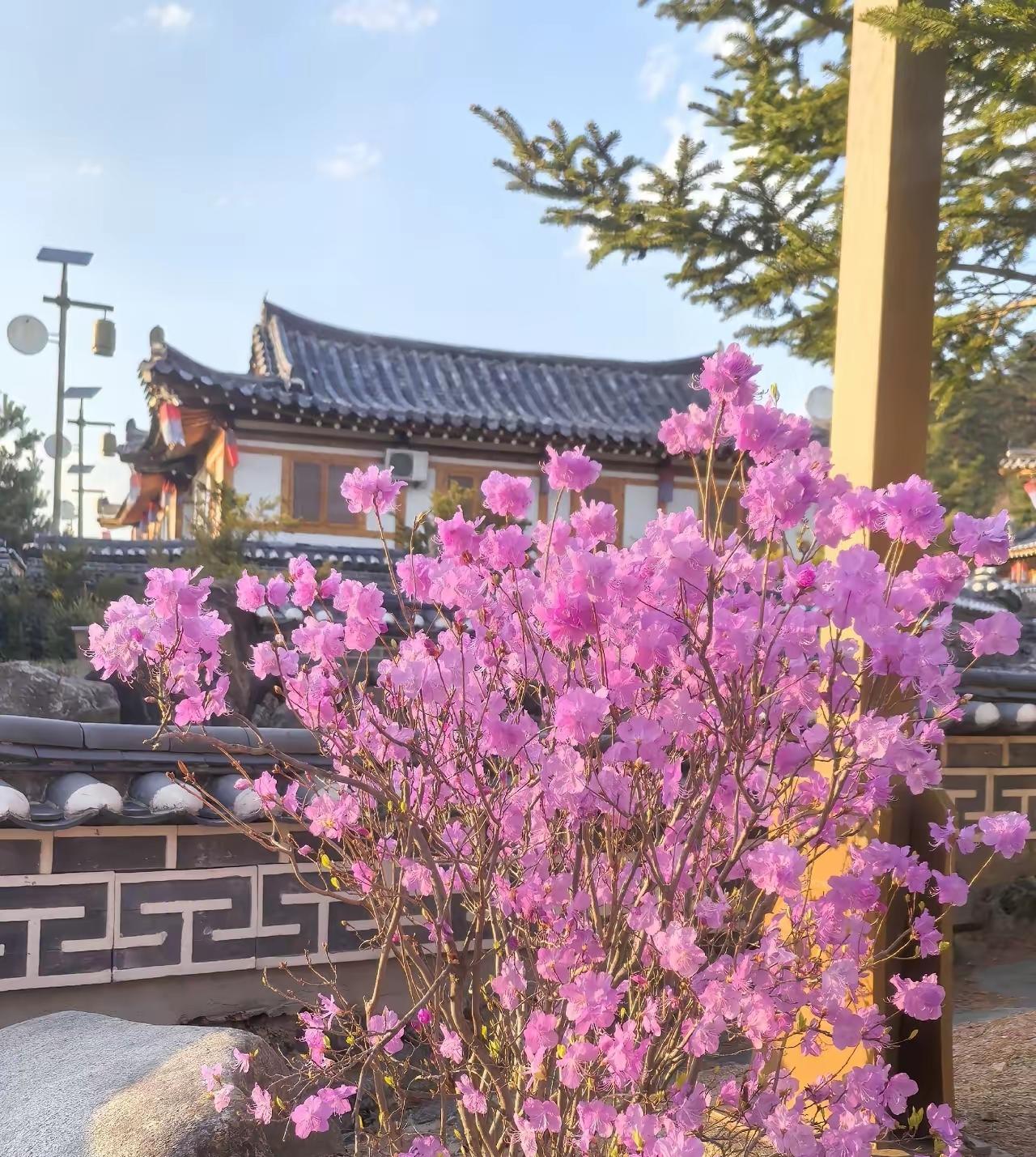 可以发一张你拍的乡村风光吗