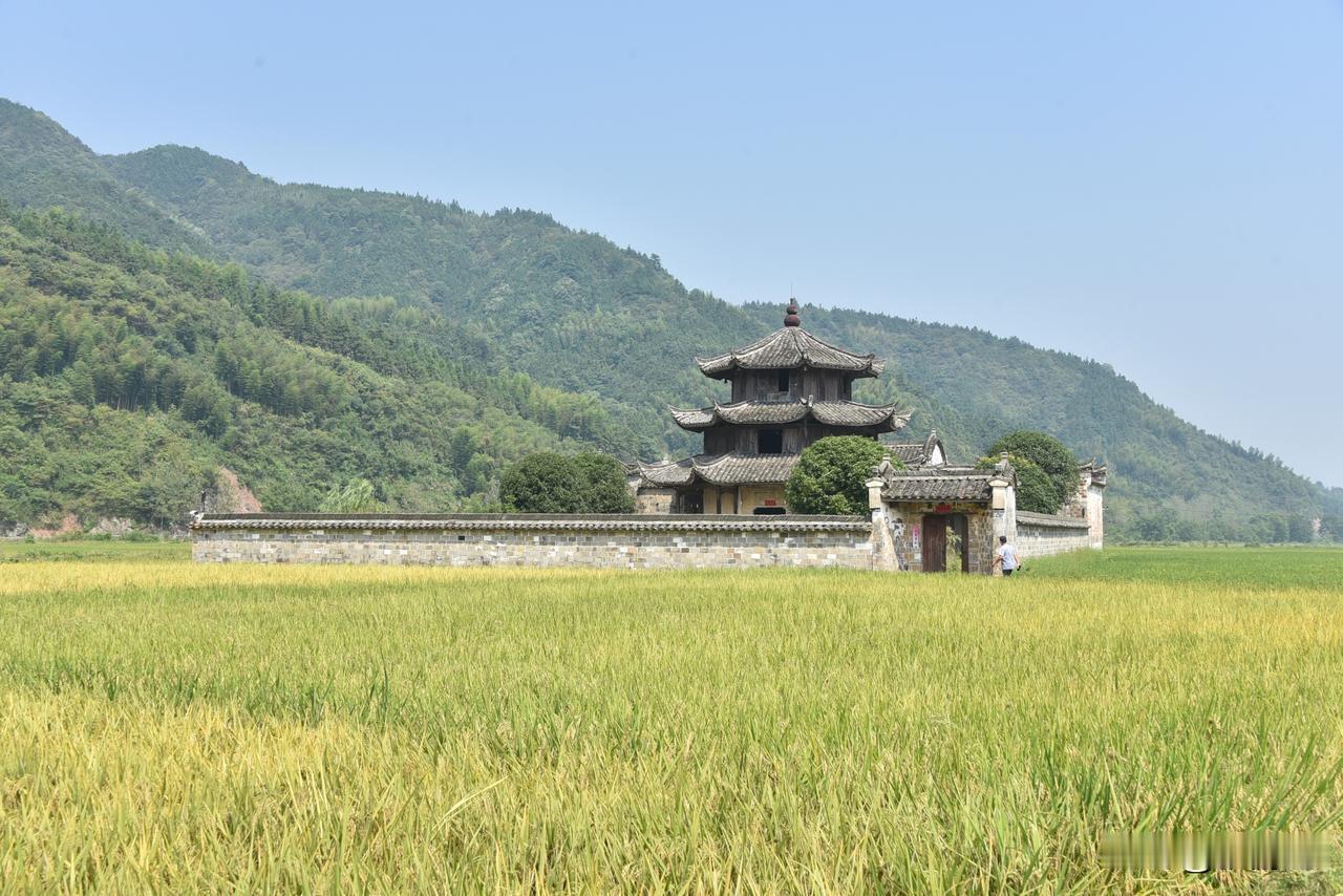 【稻田中央的古建筑，遗世独立240年】
浙江省江山市峡口镇广渡村的大片稻田中央，