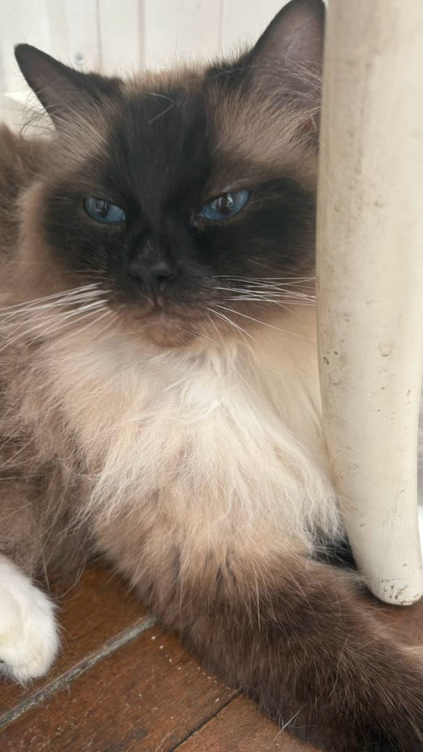 请选择你的小猫🐈 厦门