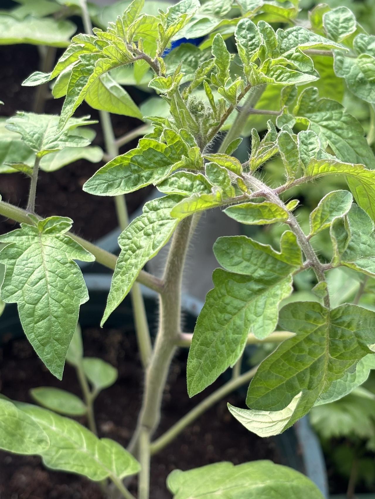 自己种的纯天然的绿色蔬菜 我的小菜园 番茄🍅 田园生活 番茄