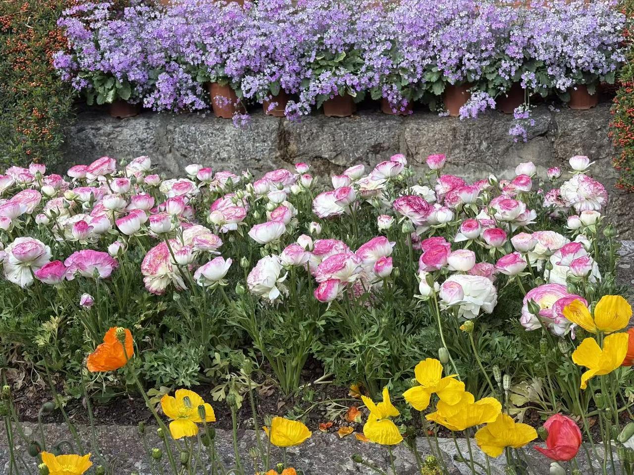 晒图笔记大赛美丽的丽江，春暖花开