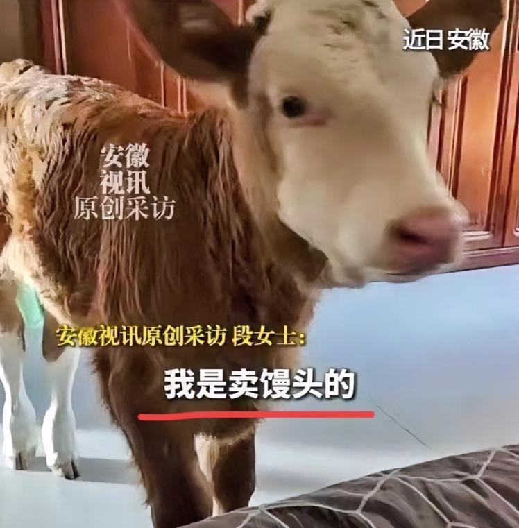 感动了！安徽一卖馒头的大姐，路过一家屠宰场时，撞见一头新生小牛被取出后丢弃在了路