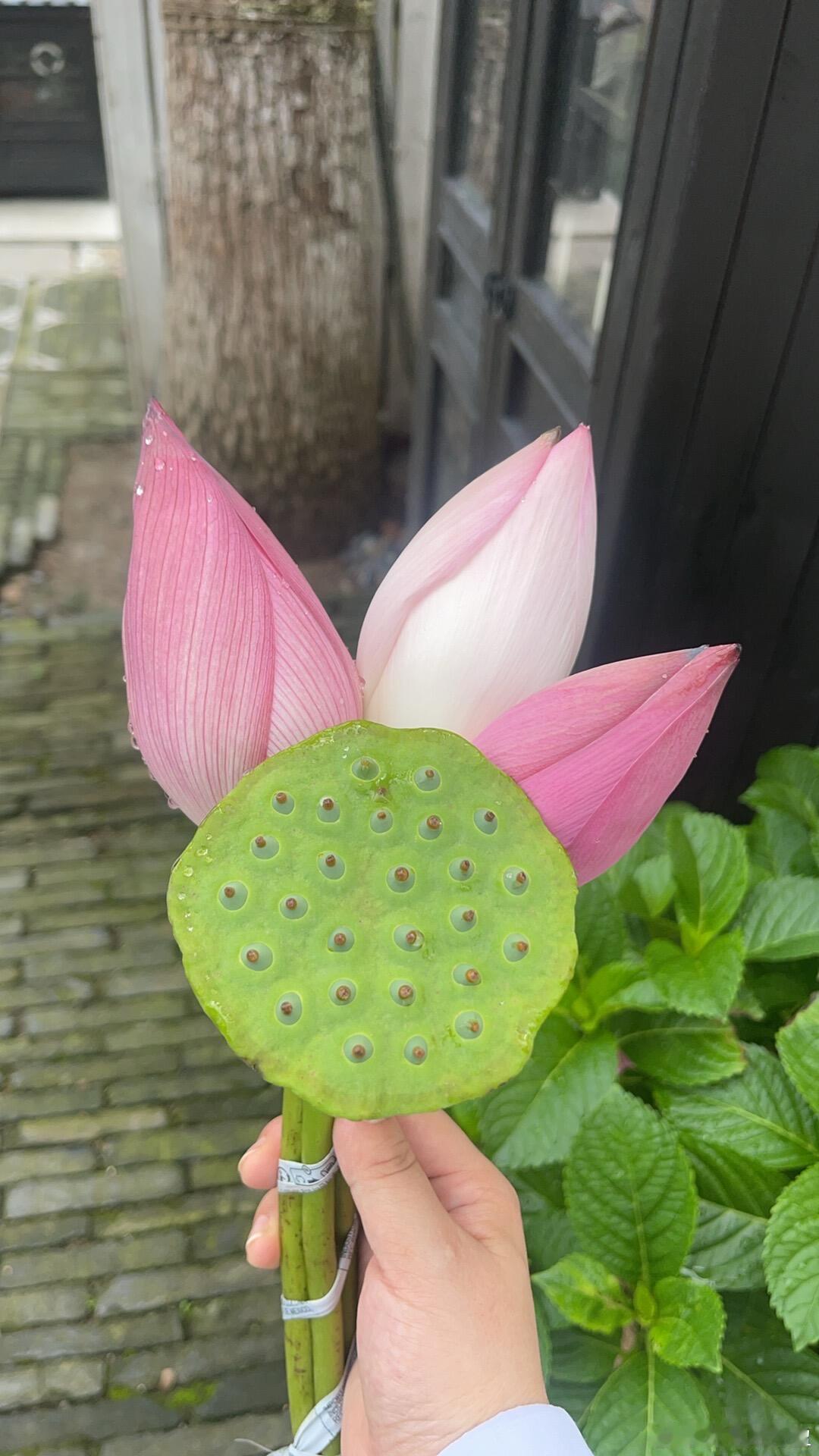 好运莲莲🍃 