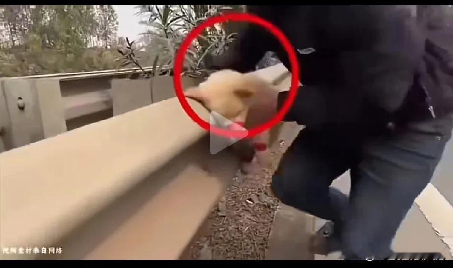 男子行为算是做了一件救死扶伤的好事。在高速上，男子看到一只小狗被用胶带缠住腿嘴巴