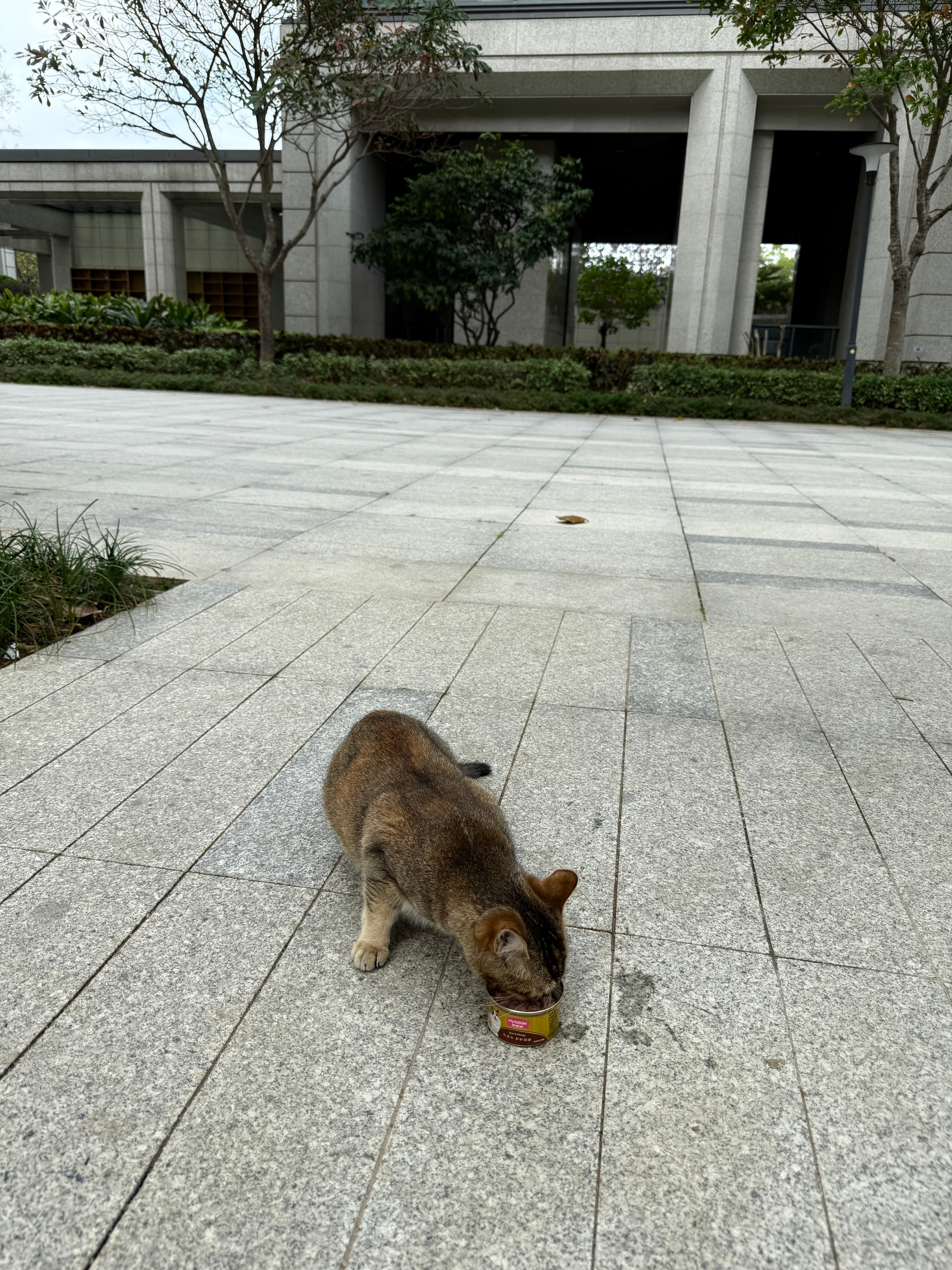 楼下的流浪猫 经常碰到它总会跟着我 很粘人很可爱但说实话我不喜欢猫[揣手]可是有