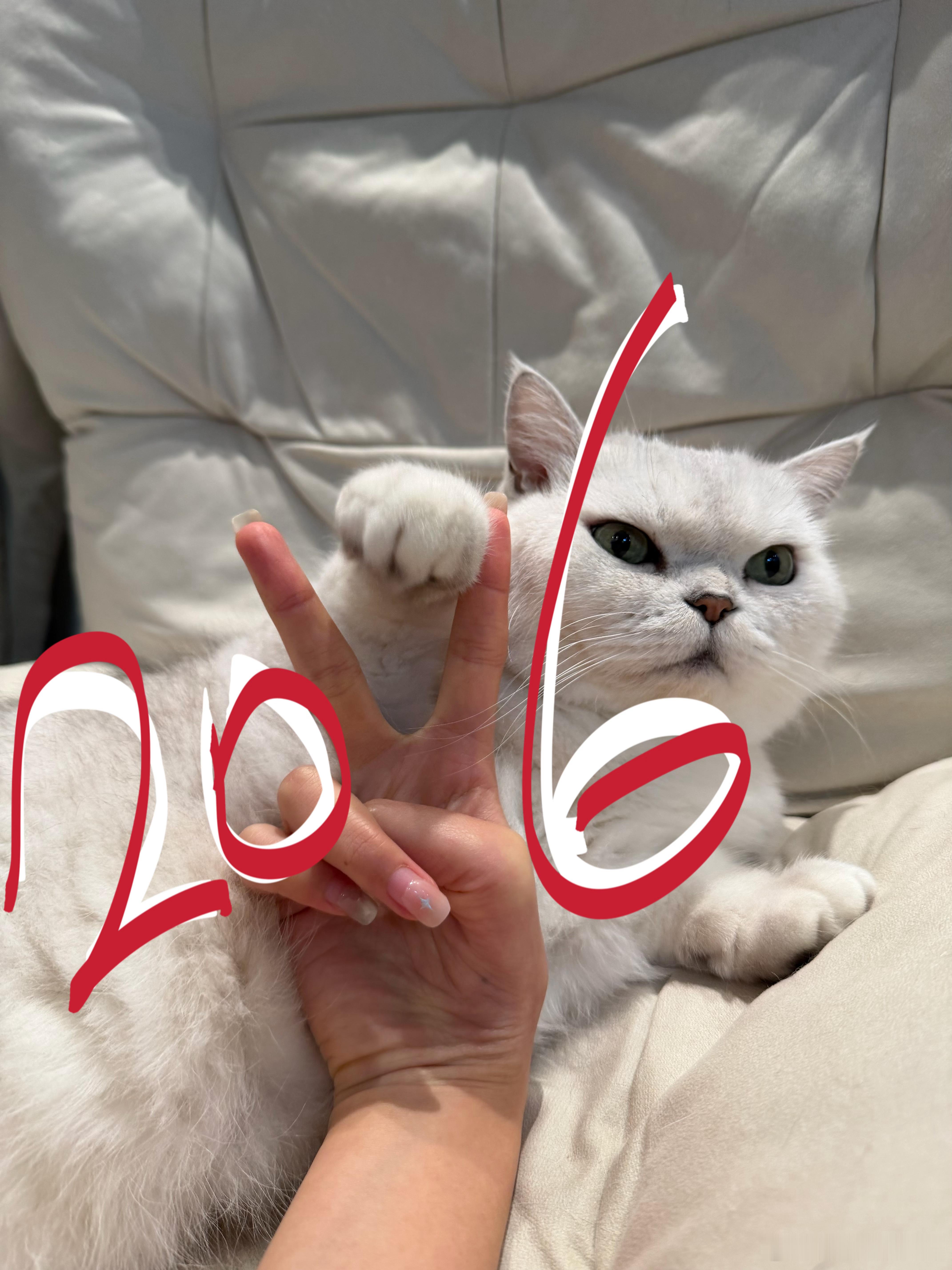 “新年快乐🎆”猫咪一个亿