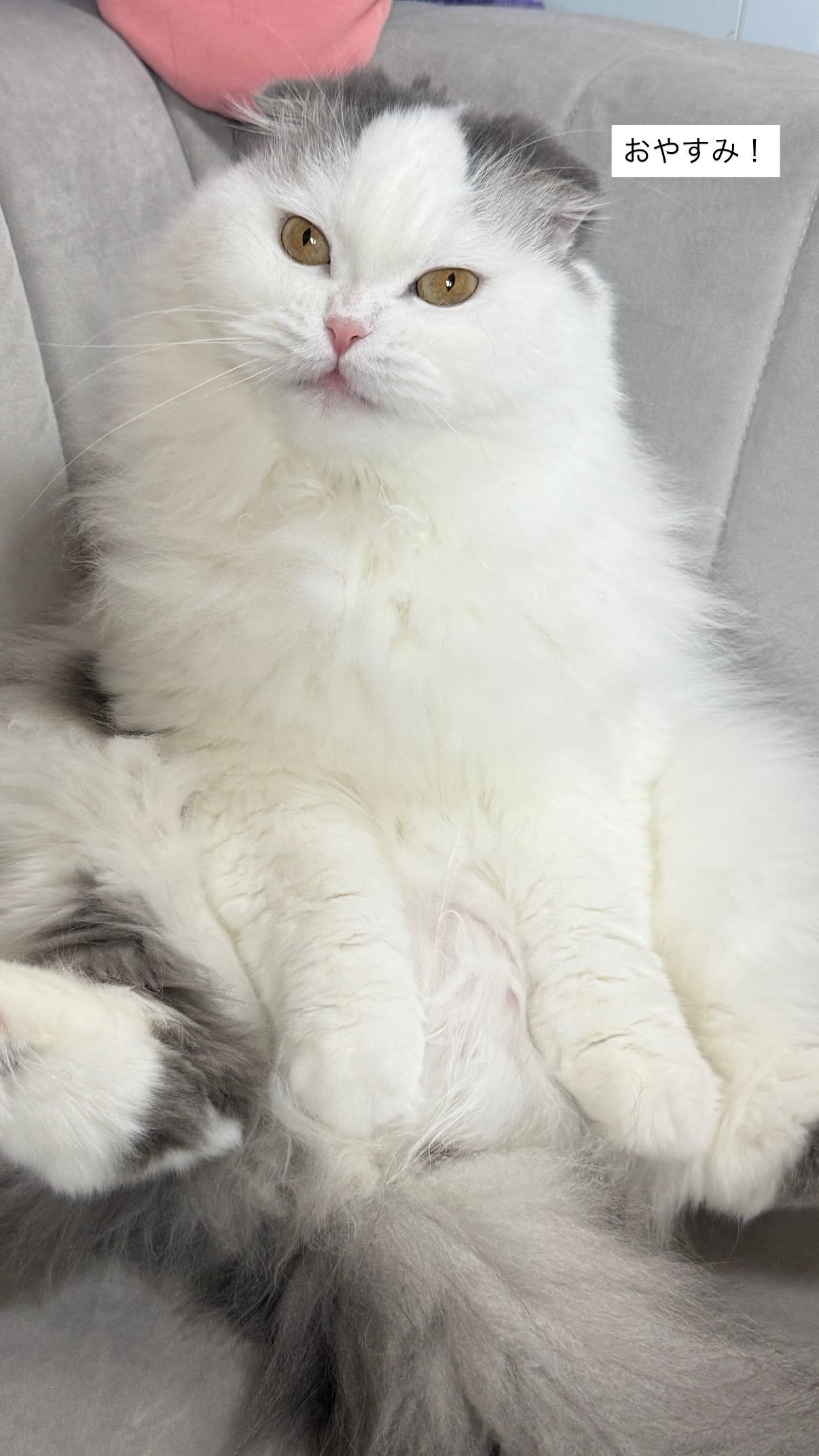 吉田綾乃クリスティー