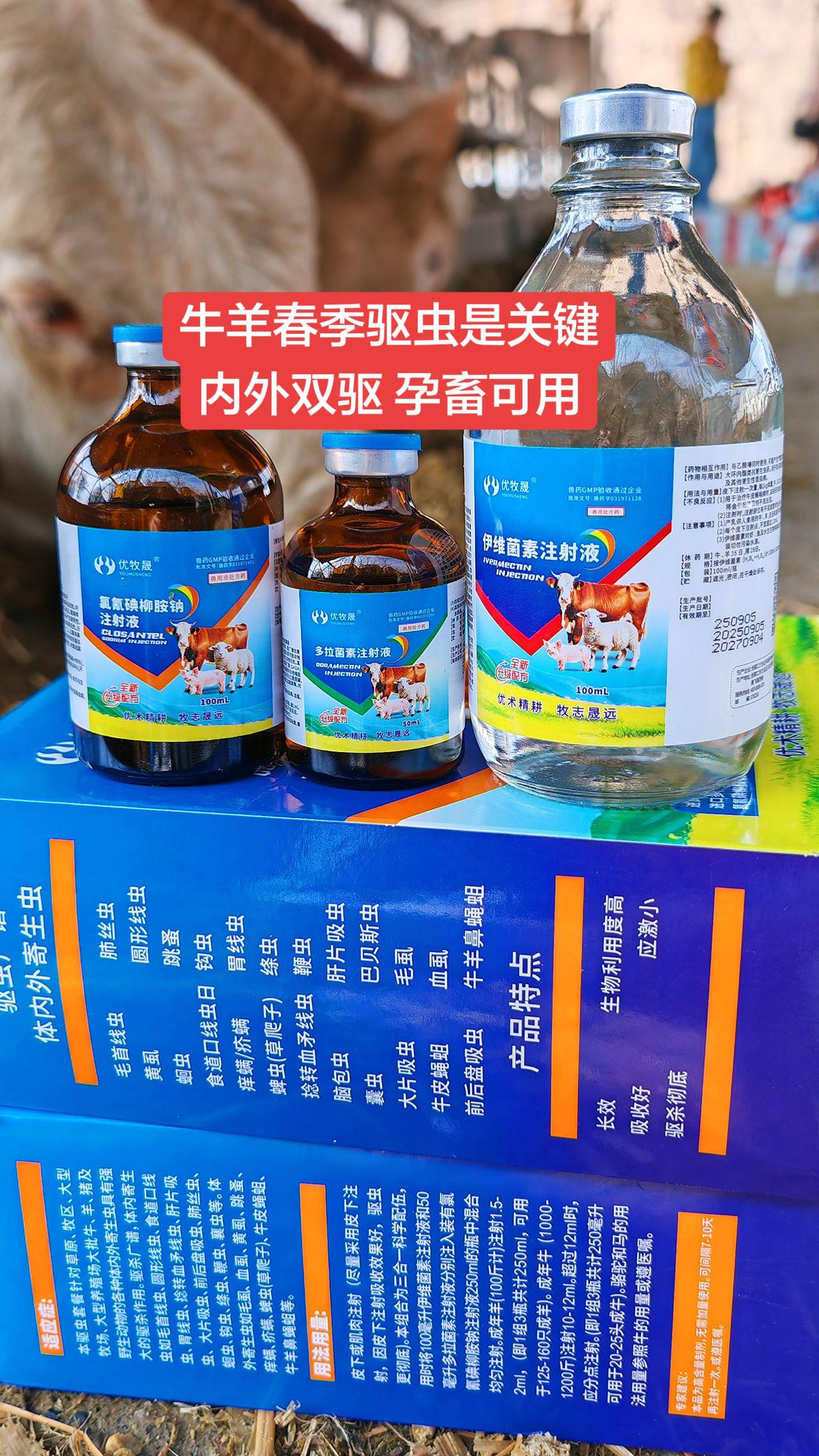 养羊人 牛羊养殖 农村养羊