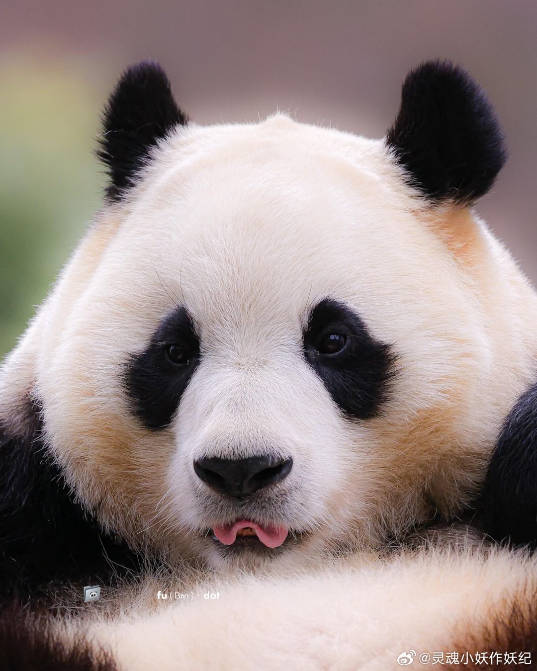 福宝世界第一漂亮第一可爱 