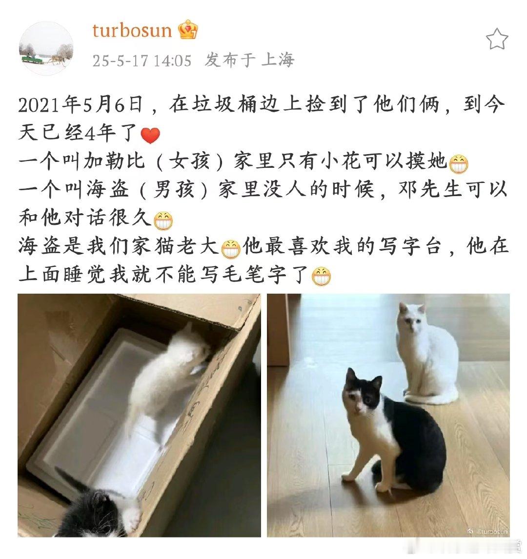 孙俪在垃圾桶捡到的小猫4岁啦孙俪在垃圾桶边捡到的小猫加勒比和海盗，如今已经 4 
