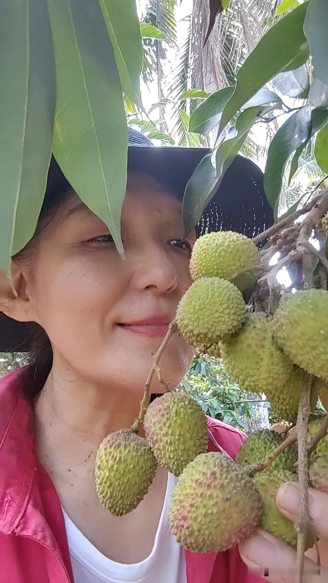 有人说根本卖不到这个价钱，妃子笑卖24一斤，白糖罂20一斤。万宁的妃子笑熟了，不