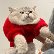 十块钱买的脏脏猫