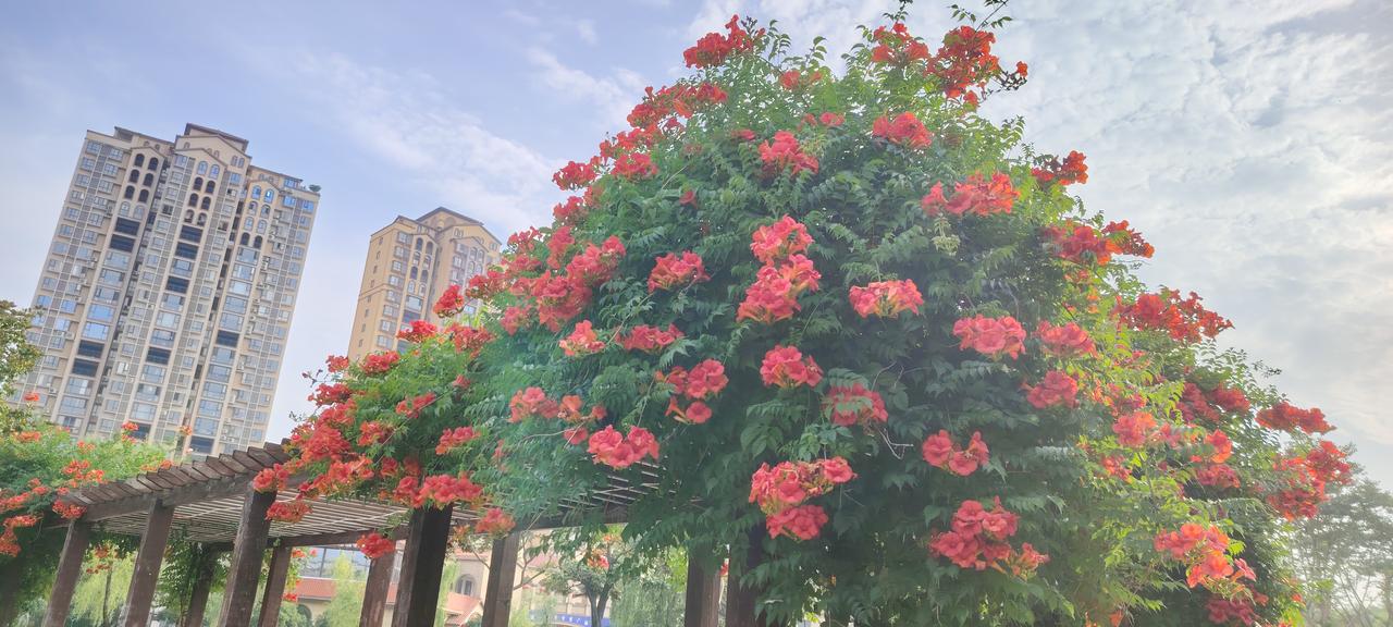 仲夏时节公园里的清晨，凌霄正在怒放。