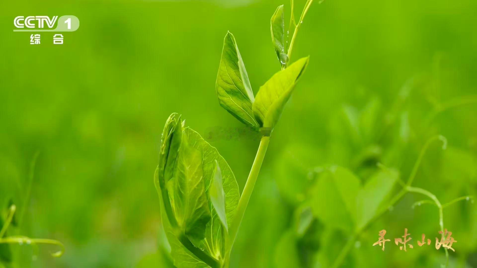 这就是四川省省菜吧 川菜灵魂必有豌豆颠儿一席！陆游那句“一盘笼饼是豌巢”写尽蜀人