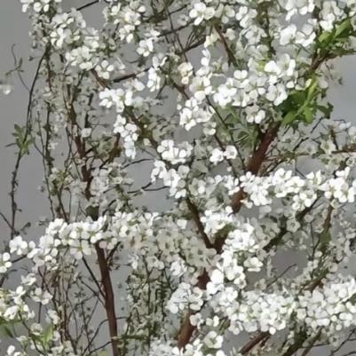 种植雪柳（喷雪花）的方法1. 栽培方式：园土+腐叶土，中性微酸土，耐贫瘠；落叶灌