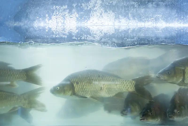 东北冰墙冻满鱼惊呆南方人 东北冰墙冻满鱼这事，可真是把南方人惊得不行。2026 