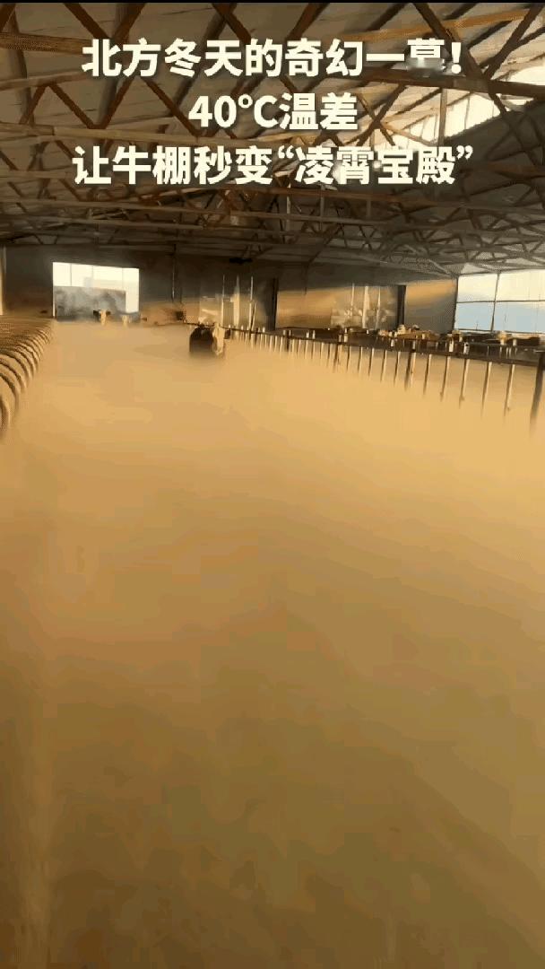 太美了，牛棚变仙境，门一打开，几十头牛仿佛天上的神牛，飘飘欲仙，放牛的主人瞬间变