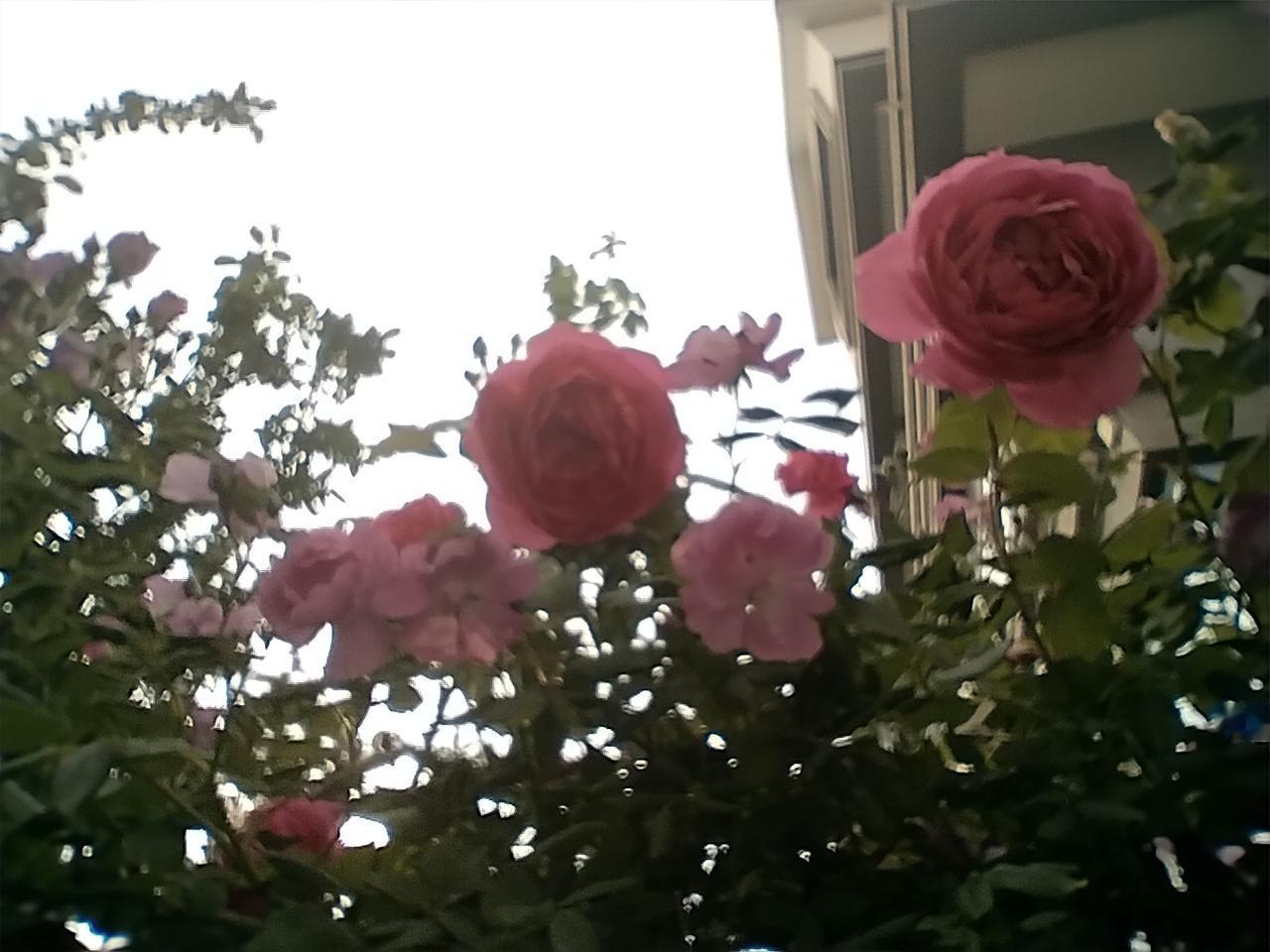 粉嫩玫瑰绽放，春意盎然，美不胜收！🌸💕玫瑰花草