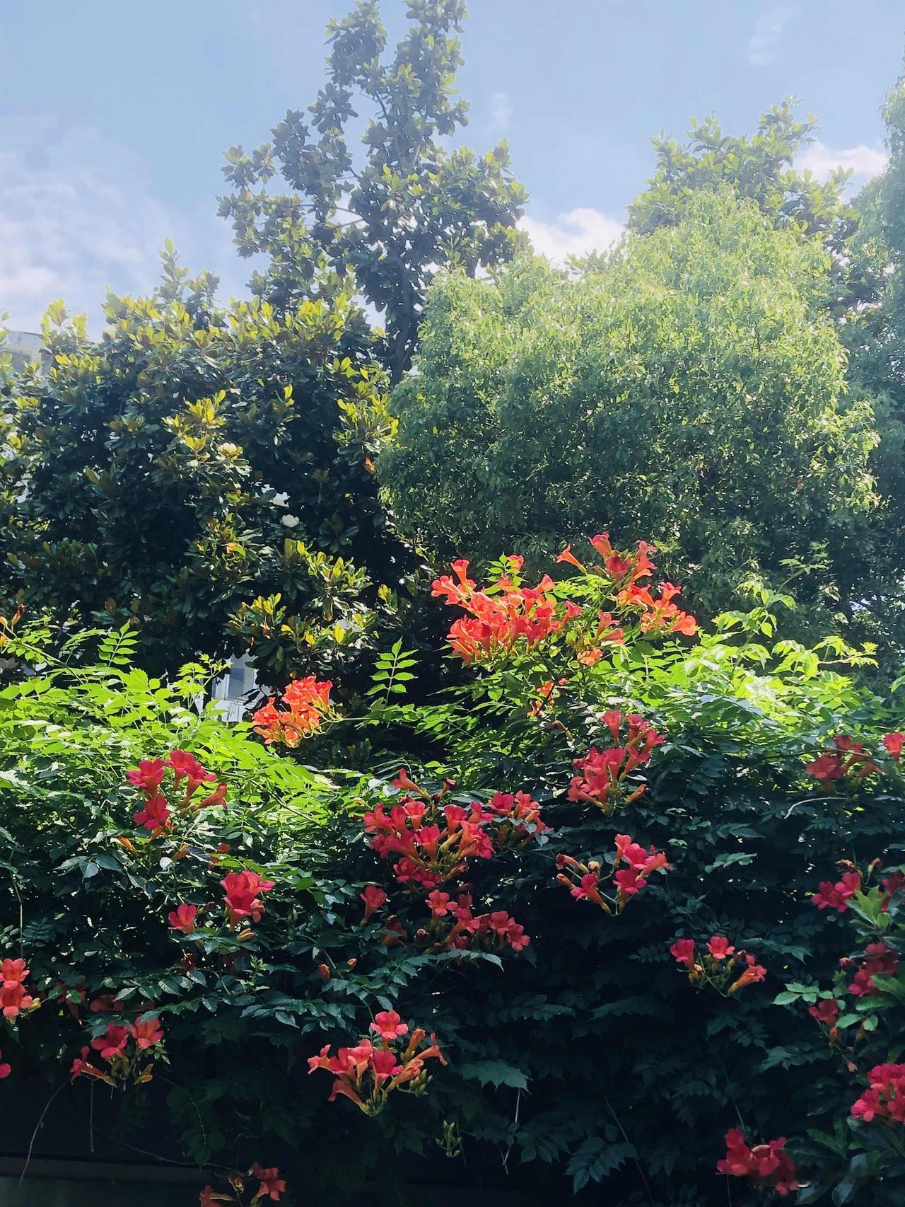 夏日路边的凌霄花全开啦，橙红的喇叭花顺着墙面攀满枝头，绿叶衬着鲜艳色，在蓝天底下