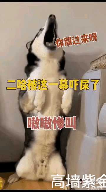 微头条
 
万万没想到，主人一个手工操作，直接把二哈吓破了胆！
男子动手给仿真假