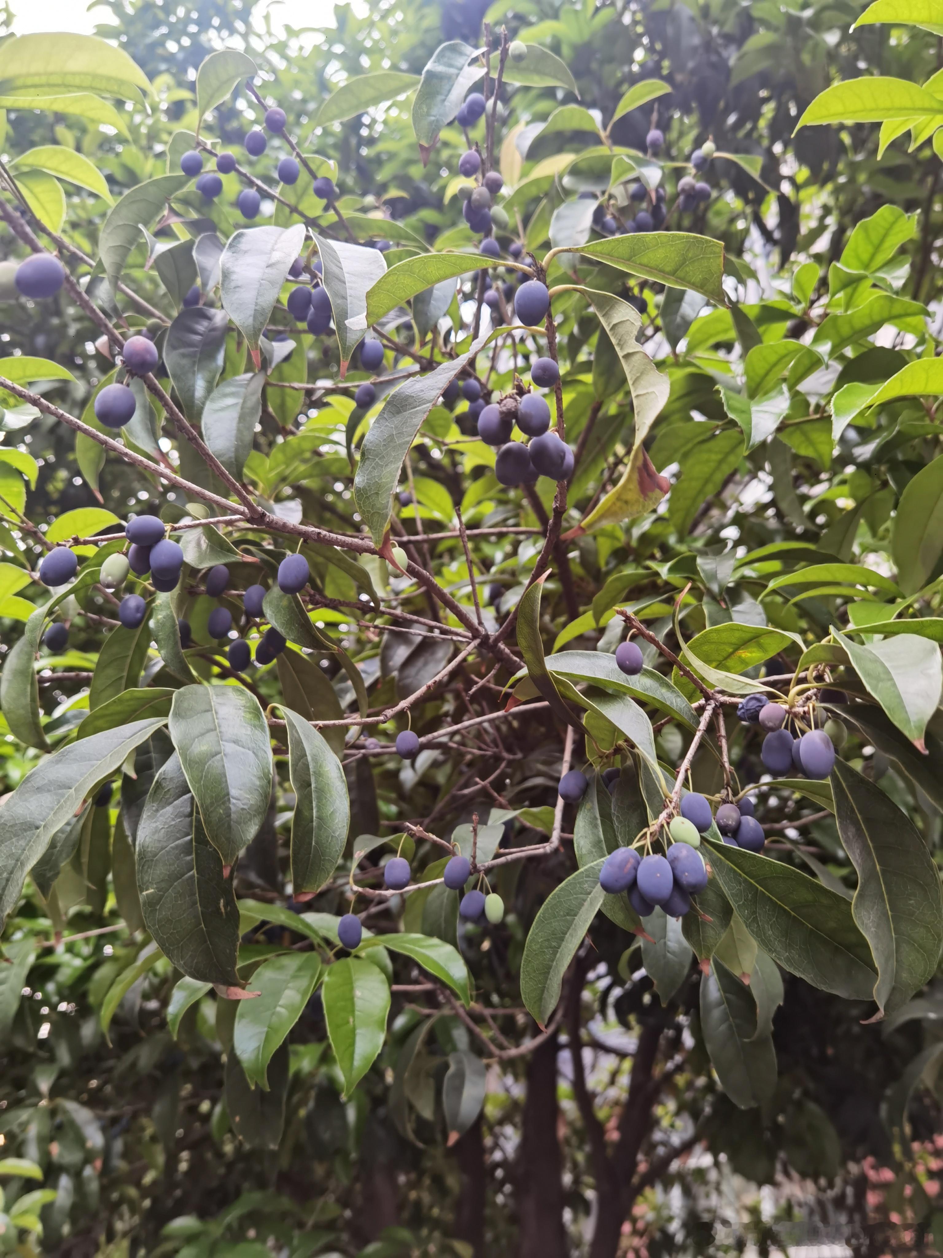 桂花的果实熟了 ​​​