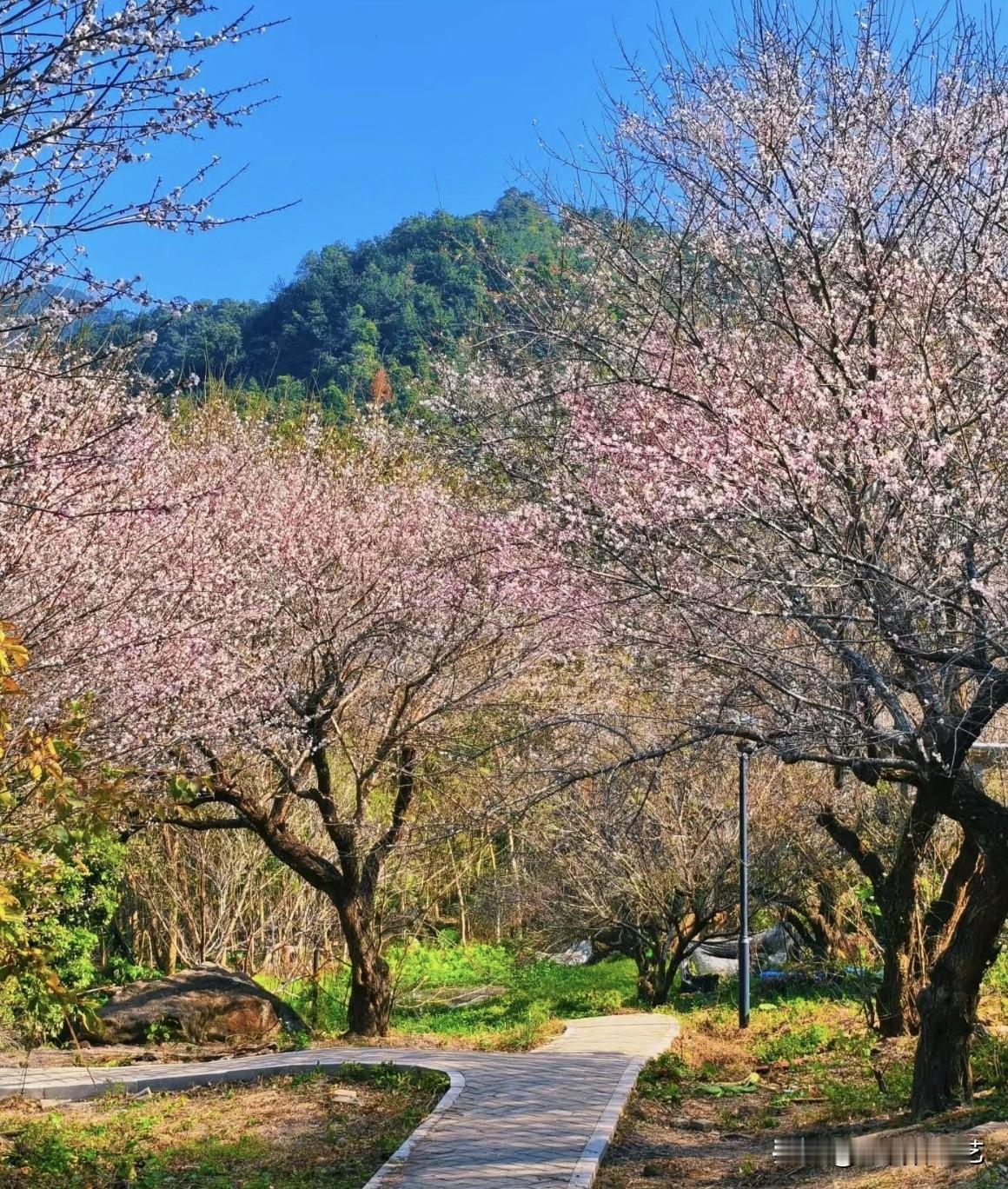 冬日生活打卡季蓝天衬着青山，粉白花枝缠满枝桠，铺成一路春景。蜿蜒小径嵌在草木间，