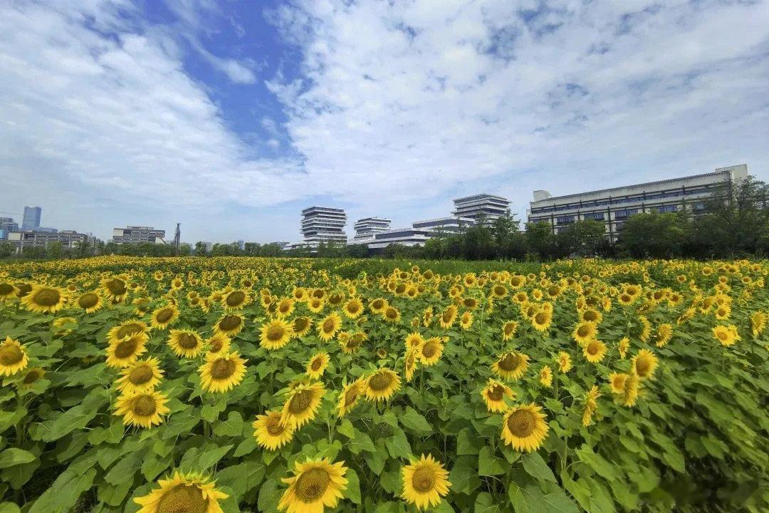 全国大学生齐聚武大花式整活 武大学子把“整活”玩成跨次元联动！他们和动漫社合作推