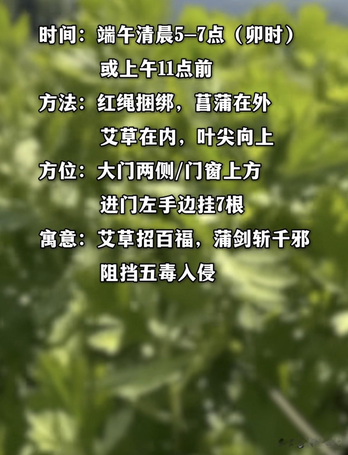 端午挂艾草的习俗你知道吗？驱邪避疫，招百福！