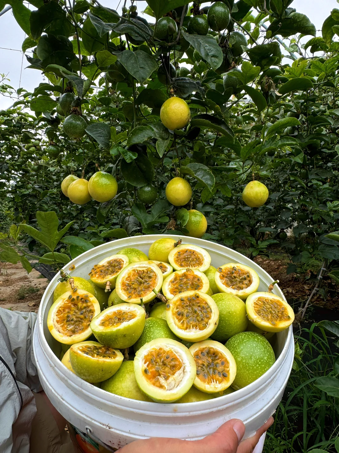 被追着上架的的百香果，又香又甜，维C满满。