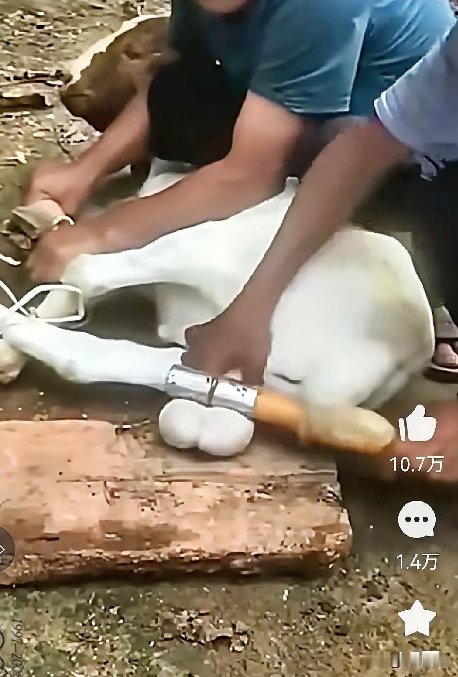 两个大男人将一只羊按倒后
用棍子挤压羊的睾丸
不明白他们这么做的用意何在？
不管