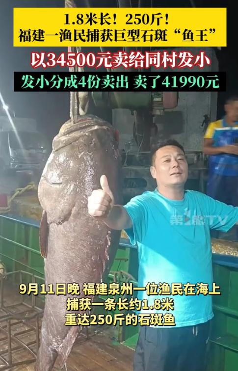 一条鱼1.8米！250斤！福建一渔民捕获巨型石斑“鱼王”高兴坏了，网友戏称 “这