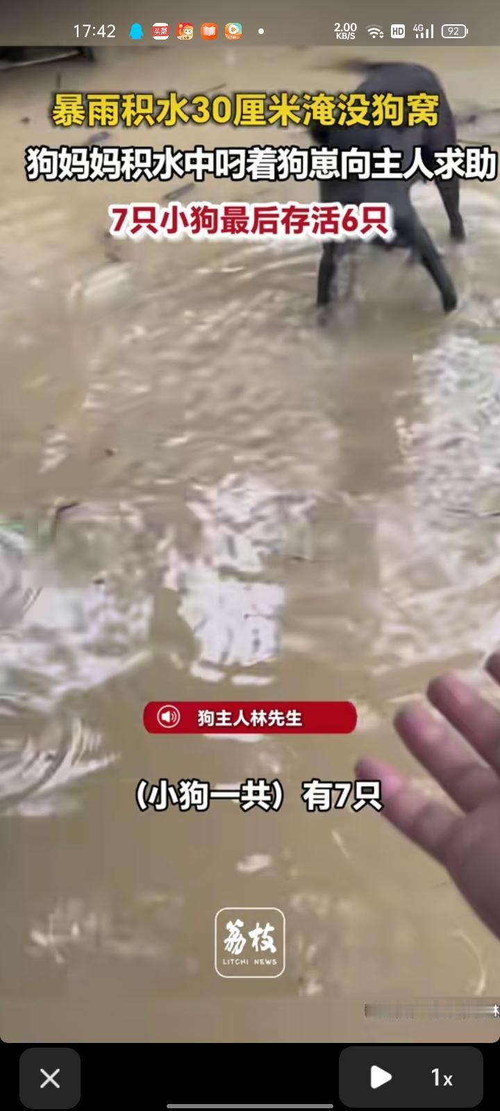 6月18日，广东汕头。网友发视频称，暴雨积水高达30厘米淹没狗窝，一到家发现母狗
