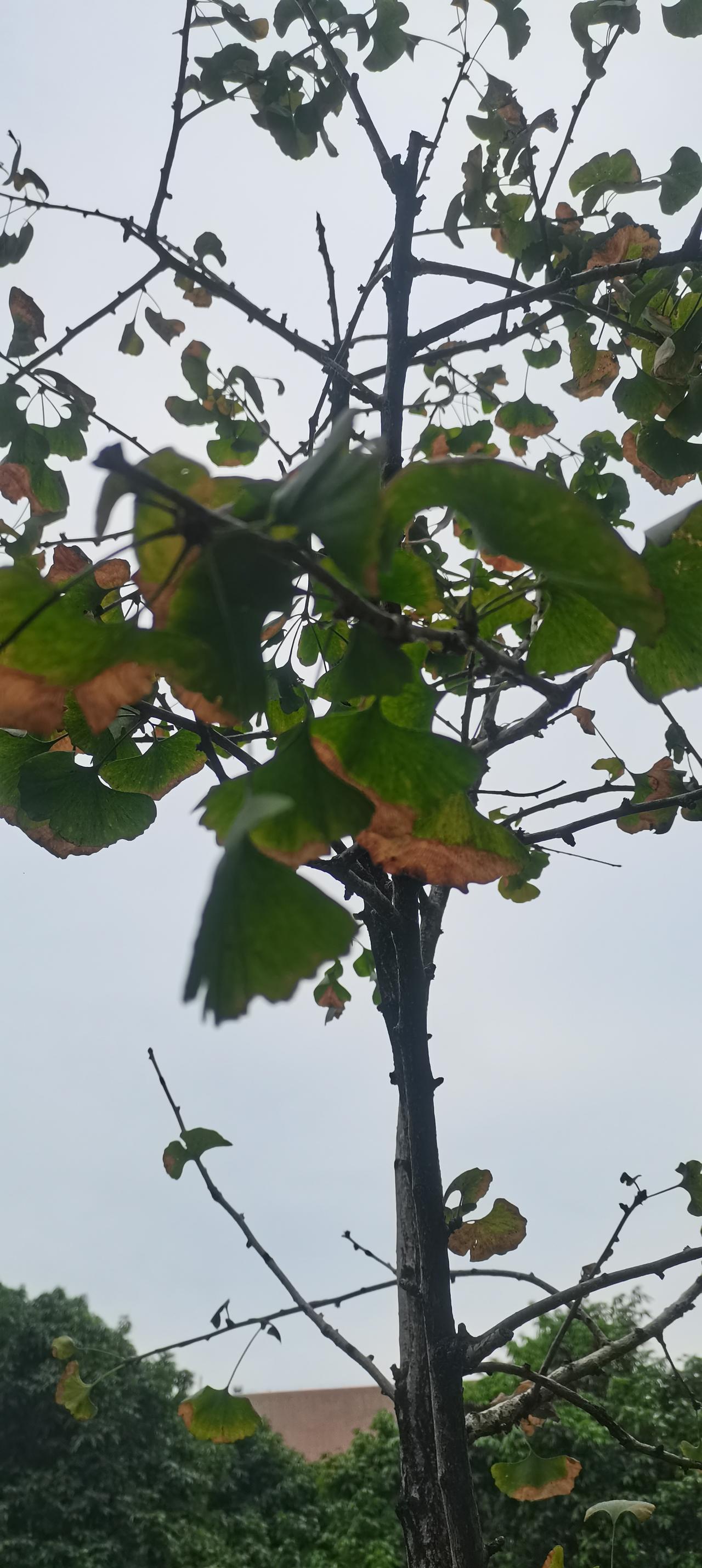 也不知道是不是天天发三条视频的原因，这段时间流量被稀释掉了还是怎么回事？，文章写