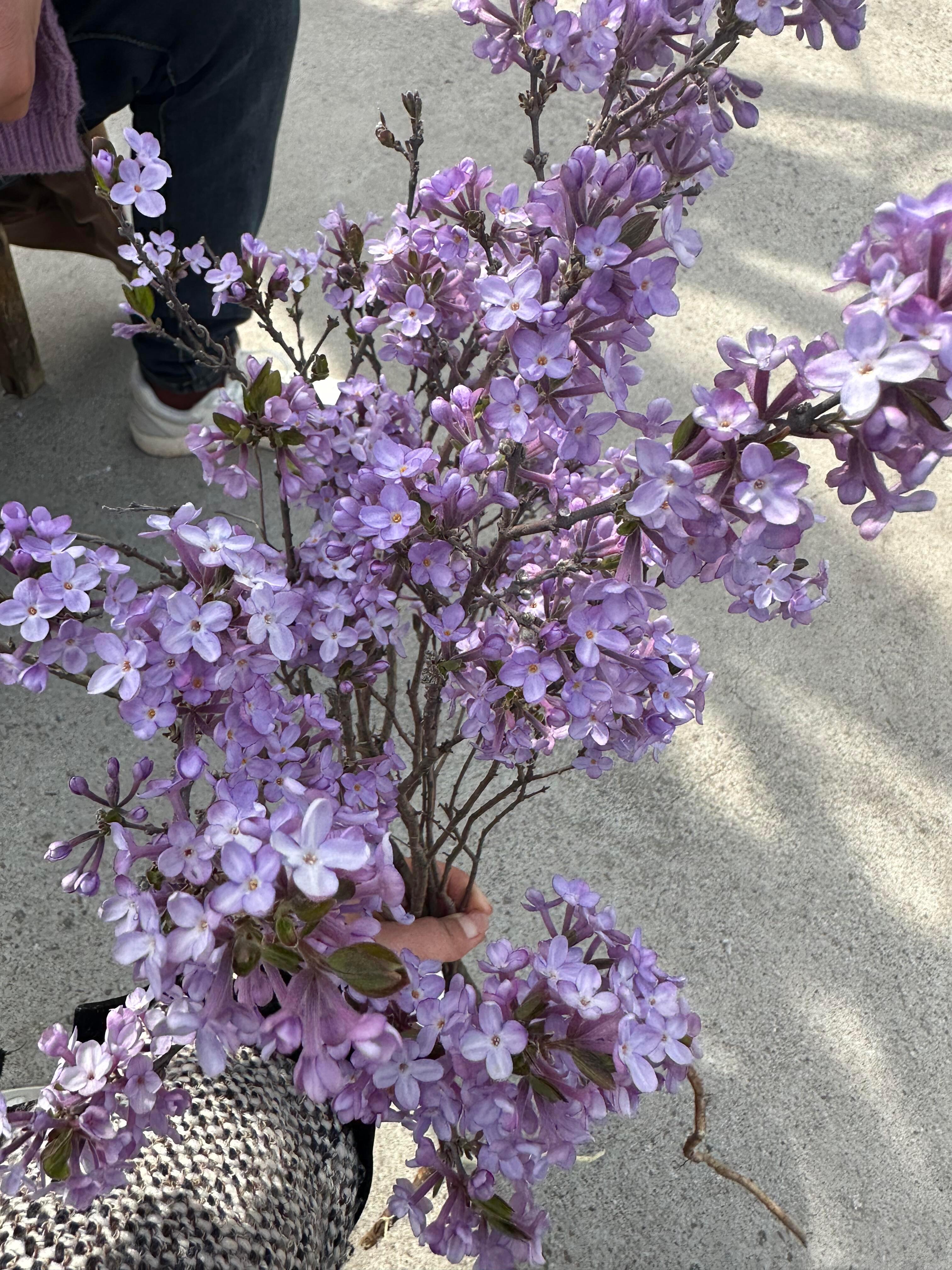 刷到就是要走花路啦！ 