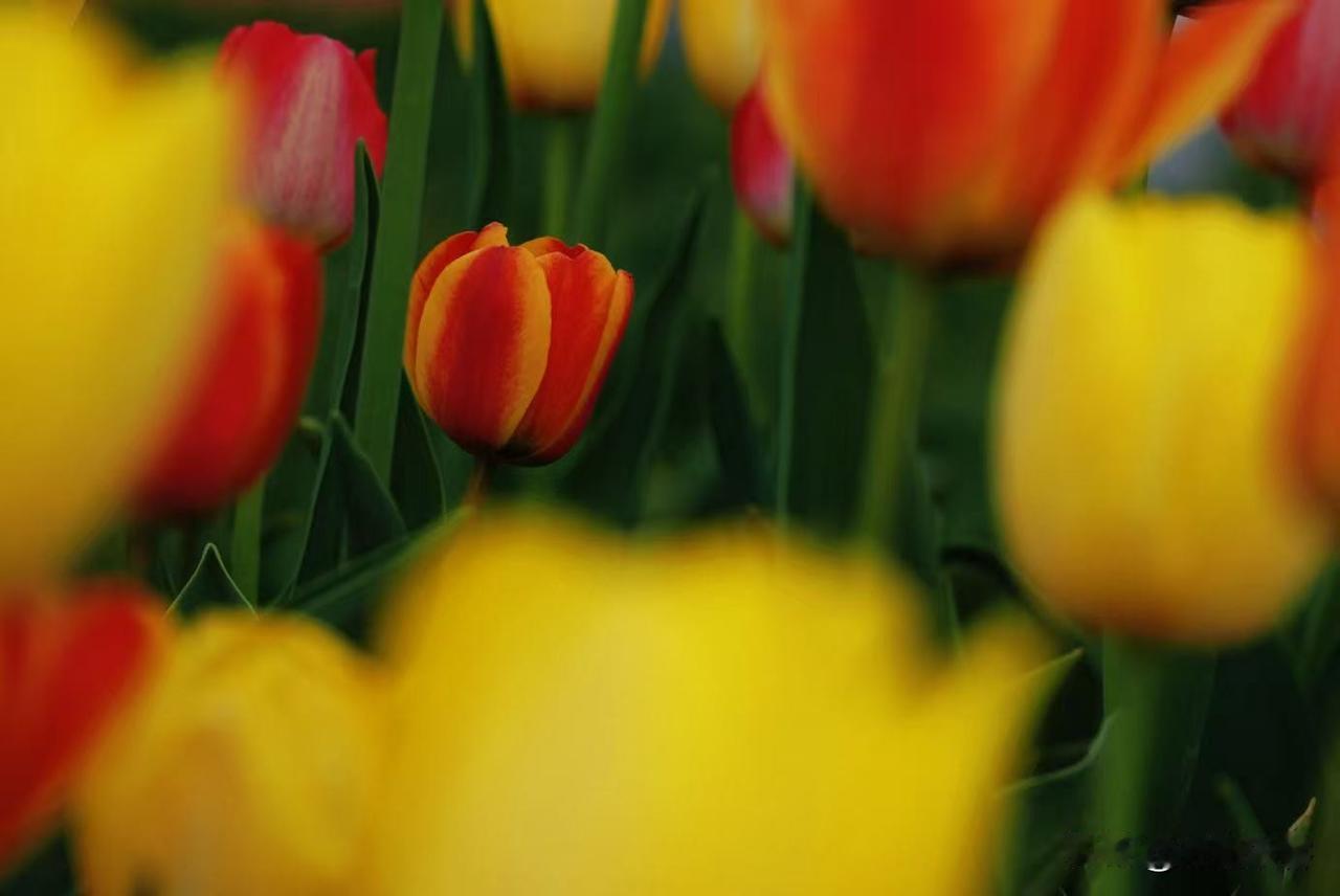 亭亭玉立的郁金香让很多人痴迷，可能因为细细的长脖子漂亮。但有些郁金香没有长出长脖