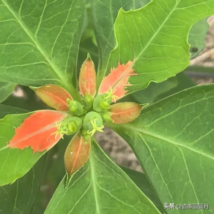 今天我又开眼啦！[呲牙][呲牙][呲牙]我看见一位网友是这么介绍中医的！“中医是