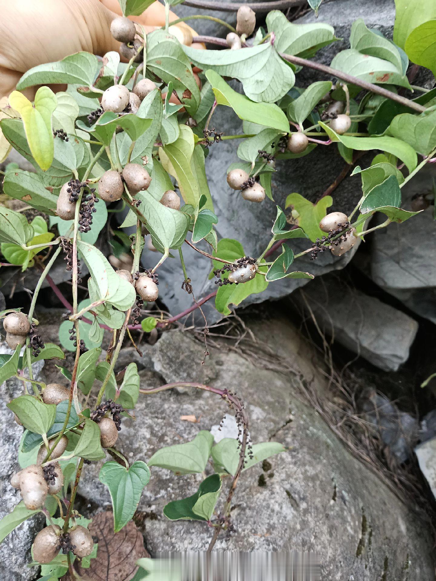 这什么啊？土豆吗？[并不简单] ​​​