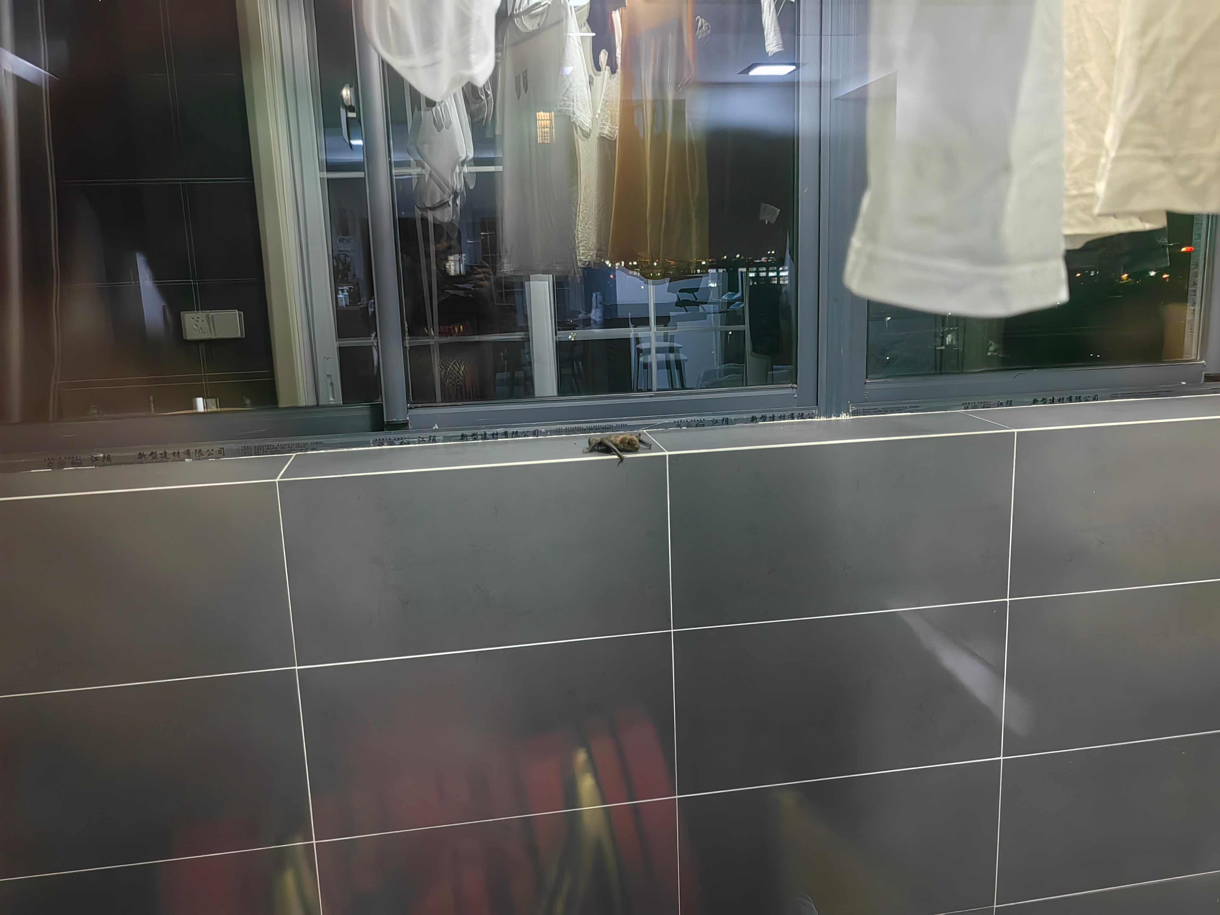 我搁客厅玩游戏呢，透着玻璃看到阳台有东西在扑棱，打开灯一看，我勒个豆啊！得亏阳台