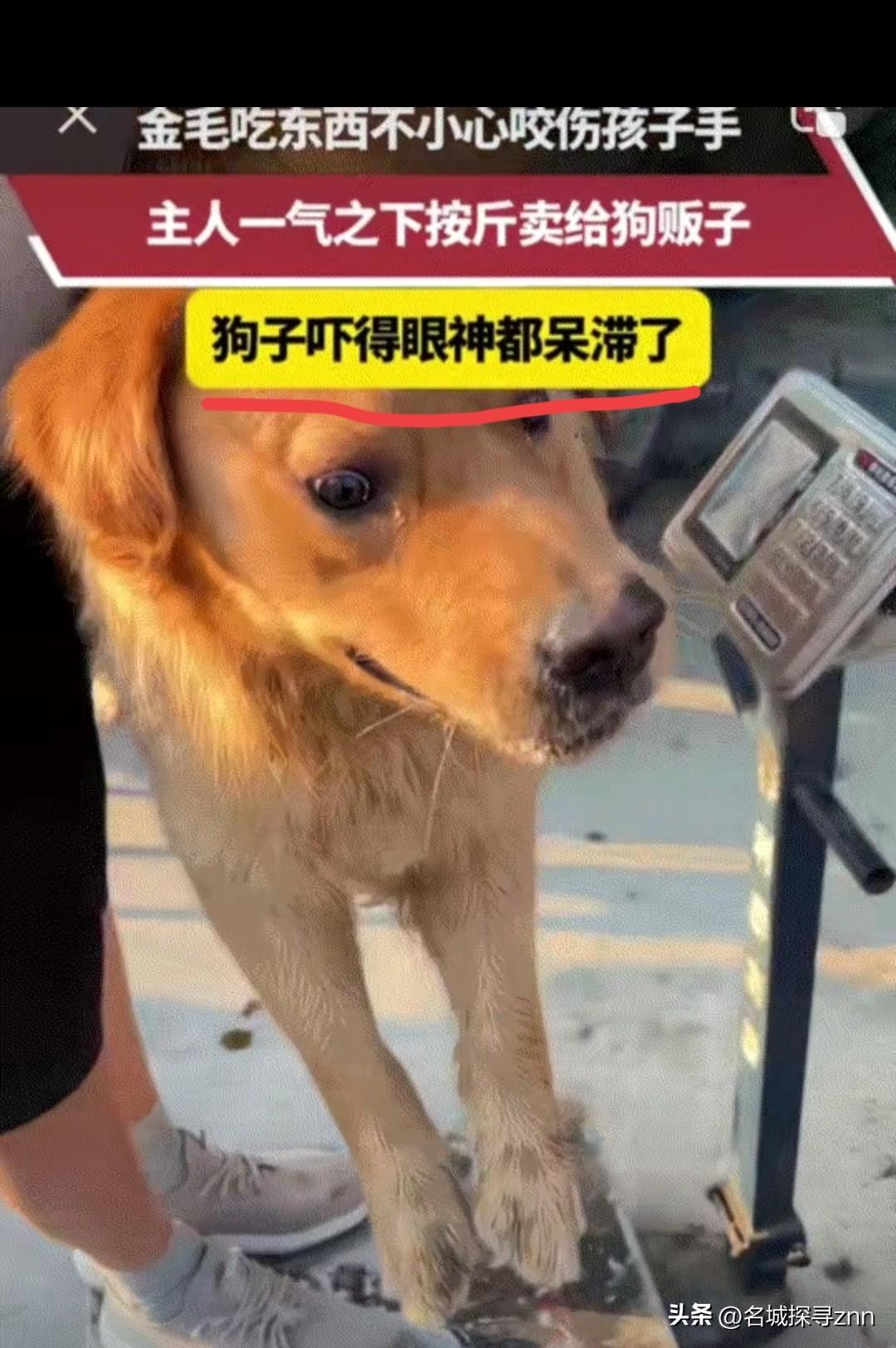 安徽，一狗主人发视频称，家中养的金毛吃饭时，不小心咬了自家孩子，主人一气之下直接