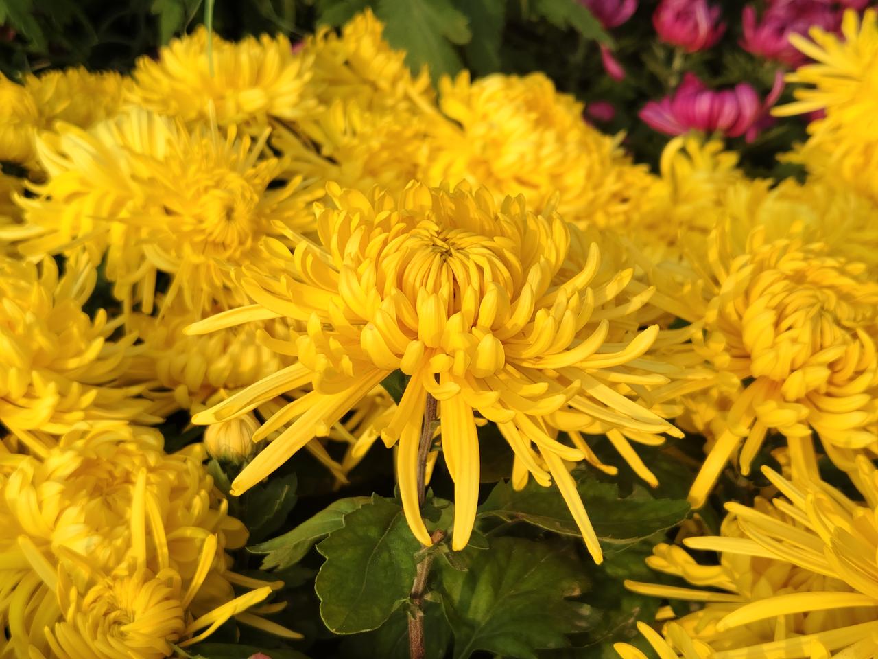 开封现在菊花节
上千种菊花品种真是目不暇接
让我这村里来的大饱眼福
路边各式各样