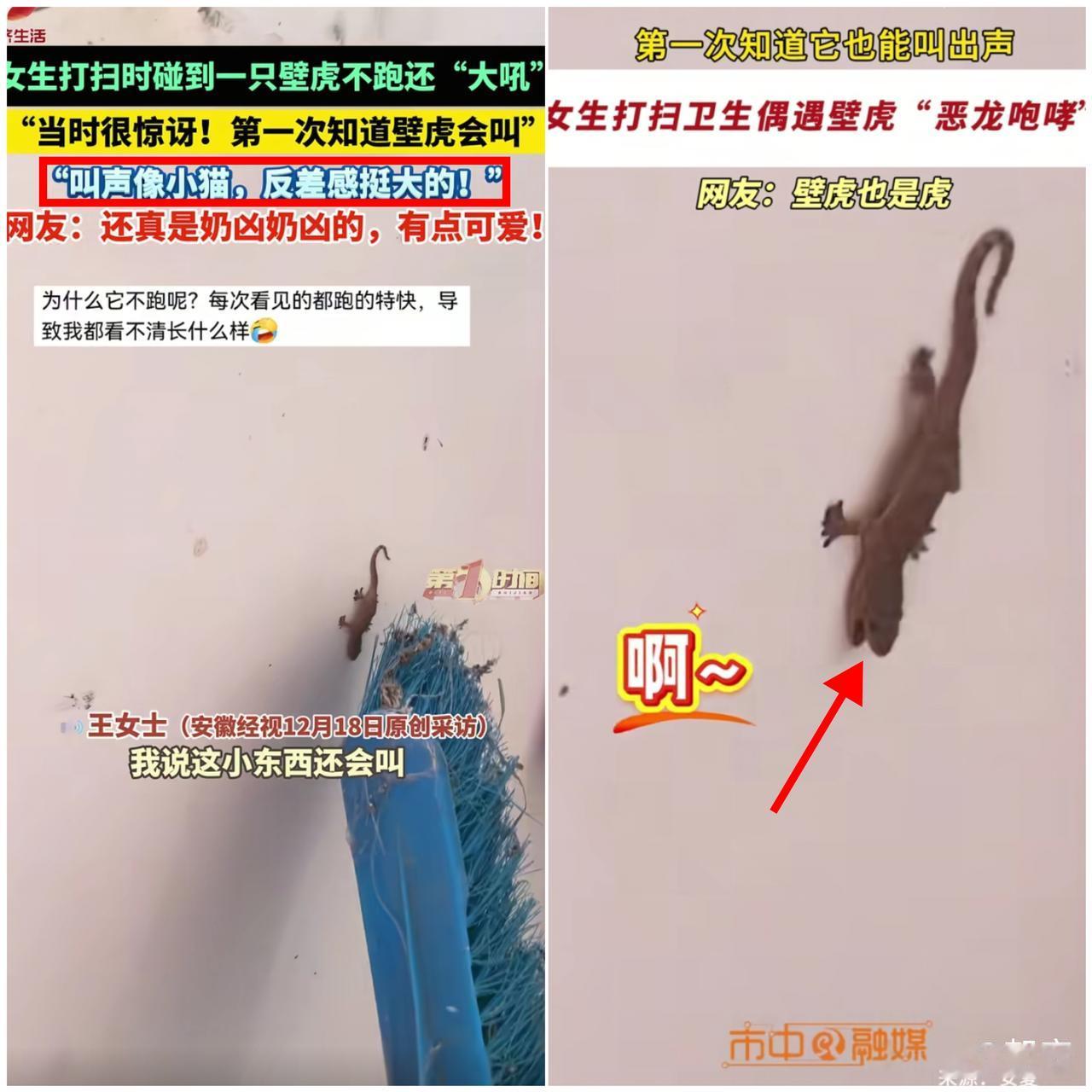 活久见！

河南大姐扫墙碰了下壁虎，没等来它断尾逃跑，反倒
听见一声小猫似的叫唤