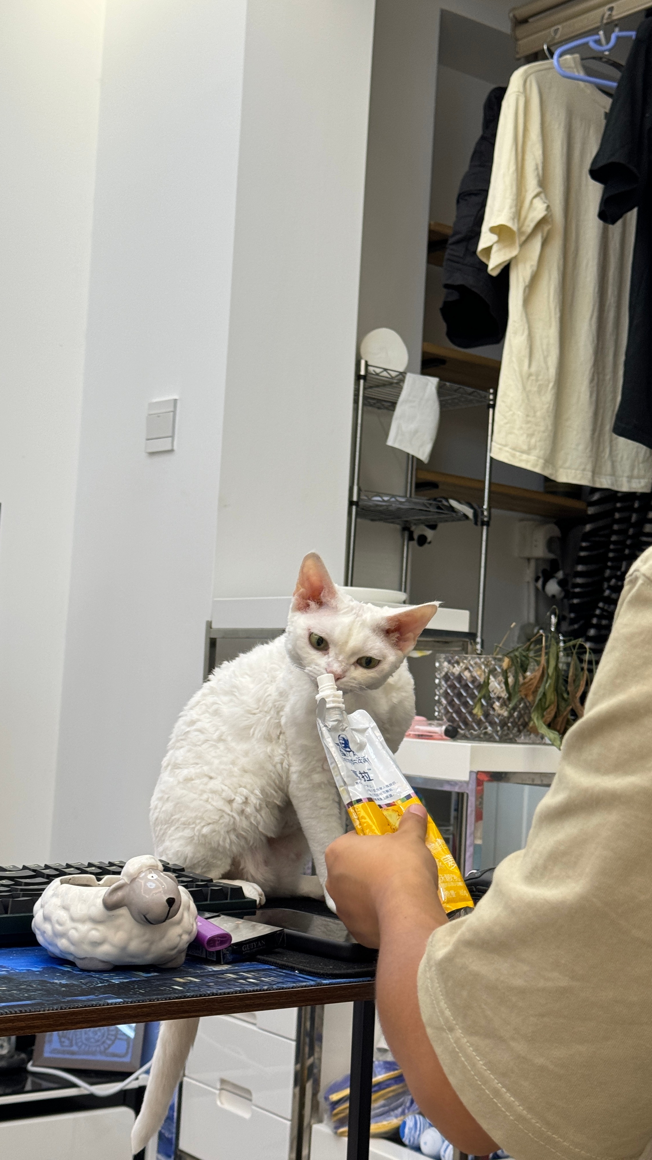 太温馨了 你一嘴猫一嘴这么喜欢小动物刚好生日到了 必须送你一只约克夏[doge]