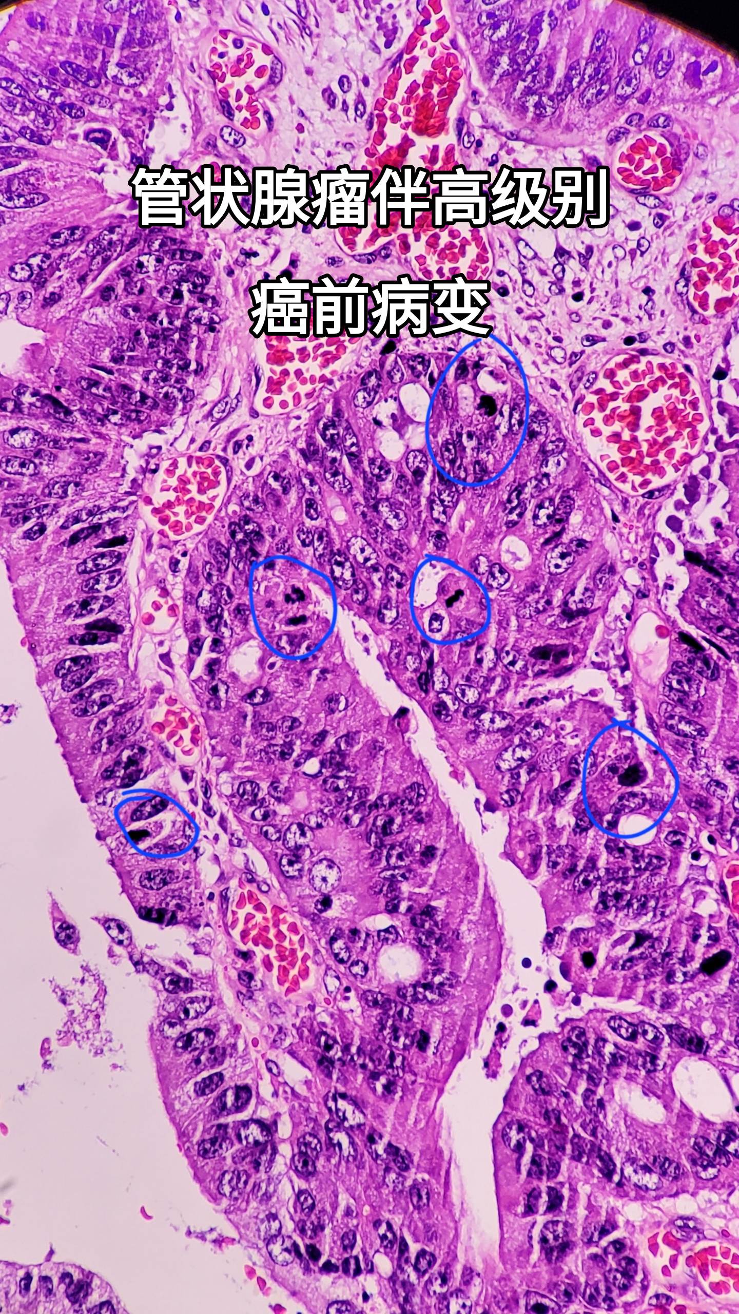 显微镜下的世界